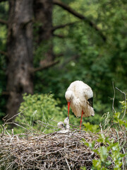 Cigognes blanches (Ciconia ciconia) au nid avec leurs petits au Parc du Marquenterre © Colombe Delons