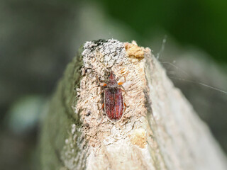 Crypturgus cinereus, scolyte des bois, observé sur tronc au Parc du Marquenterre