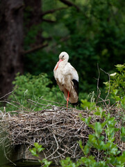 Cigognes blanches (Ciconia ciconia) au nid avec leurs petits au Parc du Marquenterre