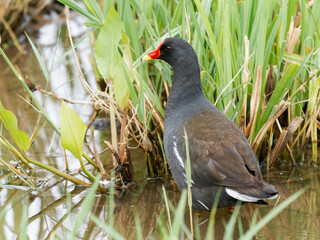 Gallinule poule-d’eau (Gallinula chloropus) au bord de l’eau au Parc du Marquenterre