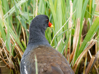 Gallinule poule-d’eau (Gallinula chloropus) au bord de l’eau au Parc du Marquenterre