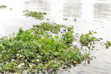 Water hyacinth (Eichhornia crassipes) floats on the river's surface, forming dense green clusters.