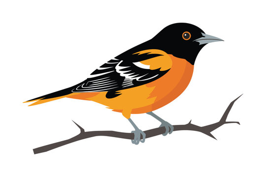 Vibrant oriole bird vector art perched on natural branch

