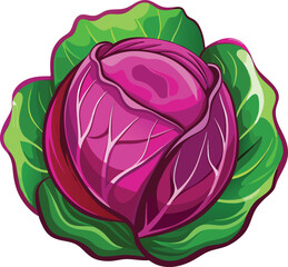 Red cabbage vector illustration on white background showing isolated fresh vegetable