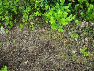 forest surface path with twisting roots, dark soil, leaf litter. Top down view. autumn banner with...
