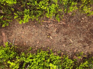 forest ground surface with twisting roots, dark soil, leaf litter. Top down view. autumn banner...