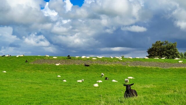 un agnello nero e pecore sui verdi prati olandesi nei dintorni di Holwerd