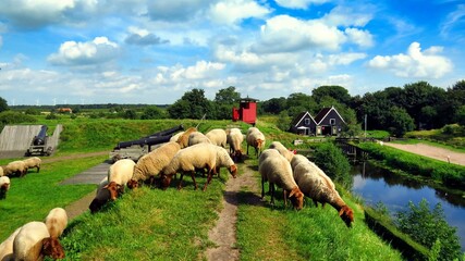 flock in the village in Bourtange, Holland