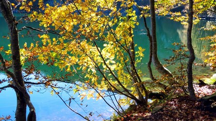 yellow beech trees in autumn and the crystal clear waters of Parma's holy lake