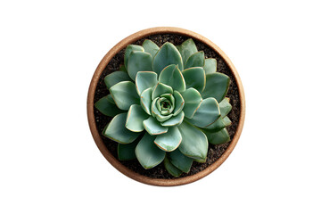 Succulent in a round pot, isolated on a white background, top view