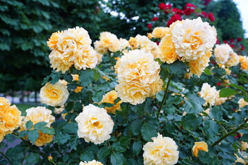 Yellow roses