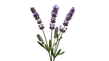 Obraz premium Lavender Flower Sprig Isolated on White Background PNG