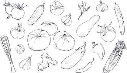 Big set of vegetables and herbs vector