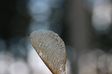 Maple seed