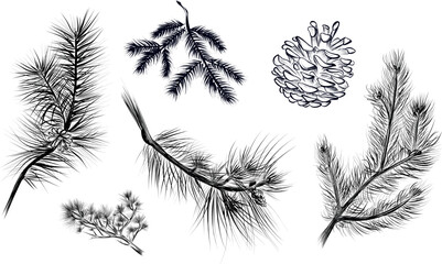 Hand drawn pine and spruce branches with cone sketch vector