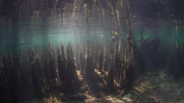 Beams of light filter into a dark mangrove forest found along the island of Lembata in the Lesser Sunda Islands of Indonesia. Mangroves play a vital ecological role and are tied to coral reefs.