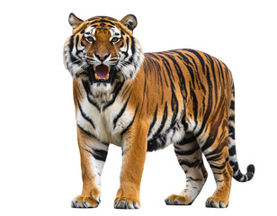 Fototapeta premium PNG of a realistic Bengal tiger roaring, isolated on transparent background.