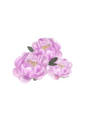 pink carnation flowers