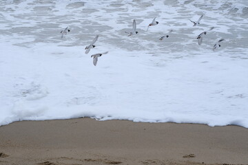Some birds on the shore of a French beach.