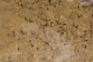 Tadpoles Swimming in Clear Shallow Water over Sandy Bottom