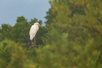 Great White Heron