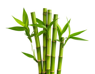 Transparent PNG of bamboo stalks with leaves, suitable for spa or eco themes.