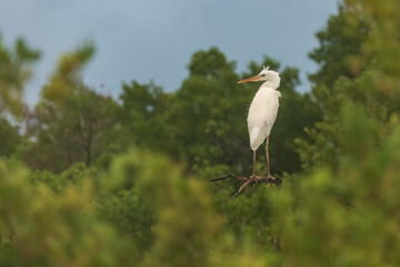 Great White Heron