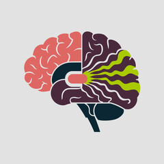 Human Brain Anatomy Illustration Medical Science Neurological System Diagram Healthcare Education Flat Design Graphic Vector Art Colorful Creative Brainpower Neurology Neuroscience Research Knowledge 
