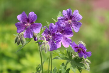 Fototapeta premium Flowers of purple cranesbill (Geranium magnificum) plant in summer garden