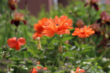 Red double flowers of Oriental poppy (Papaver orientale) in summer garden