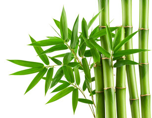 Fototapeta premium Transparent PNG of bamboo stalks with leaves, suitable for spa or eco themes.