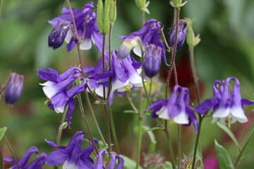 Blue-white flowers of common columbine (Aquilegia vulgaris) in summer garden