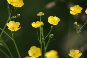 Yellow buttercup (Ranunculus acris) flowers in wild