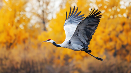 A majestic crane bird in flight with autumn trees in the background.