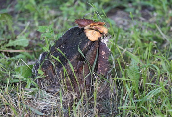 Mushrooms grow on an old stump in the green grass