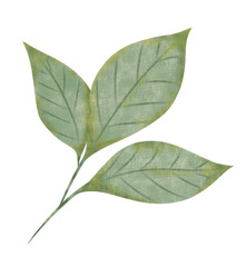 Elegant Green Leaves Branch Botanical Illustration 