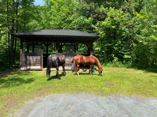 People getting their horses ready in a campground