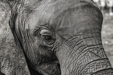 2025-01-04 CLOSE UP OF A BABY ELEPHANT SHOWING THE ROUGH TEXTURE OF ITS HIDE IN BLACK AND WHITE IN KAREN KENYA