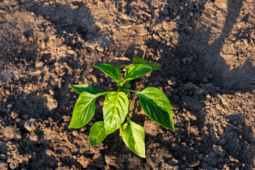 Young bell pepper plant thriving in nutrient-rich soil, basking in warm sunlight in a garden setting on a sunny afternoon
