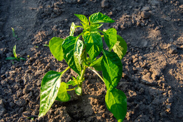 A young bell pepper plant thrives in rich soil under sunlight, showcasing vibrant green leaves as it grows in the garden
