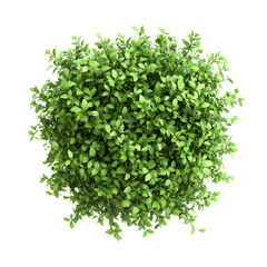 Obraz premium Lush Green Bush Top View Vibrant Nature