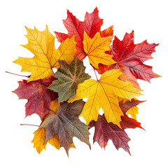 Obraz premium Fallen autumn maple leaves isolated on transparent background.