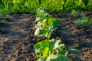Rows of young cucumber plants thrive in well-tilled soil, surrounded by vibrant green foliage under...