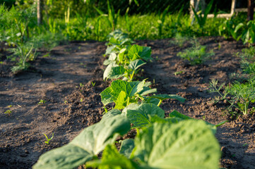 Cucumber plants thrive in a well-kept garden, basking in sunlight with rich green leaves emerging...