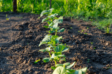 Healthy cucumber plants are thriving in well-tilled soil, basking under early morning sunlight in a...