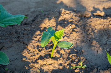 A young cucumber plant emerges from dry soil, basking in sunlight with vibrant green leaves visible in a garden setting
