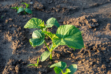 Cucumber seedlings emerge from the soil in a vegetable garden, illuminated by gentle morning sunlight. Fresh green leaves show healthy growth