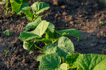 Fresh cucumber plants thrive in warm sunlight, showcasing vibrant green leaves and rich soil in a...