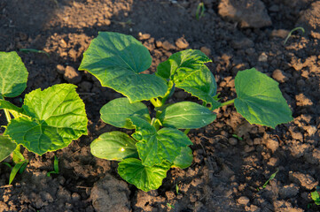 Young cucumber plants show vibrant green leaves in rich, dark soil under warm sunlight, signaling the start of the growing season