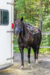 A beautiful quarter horse beside a trailer